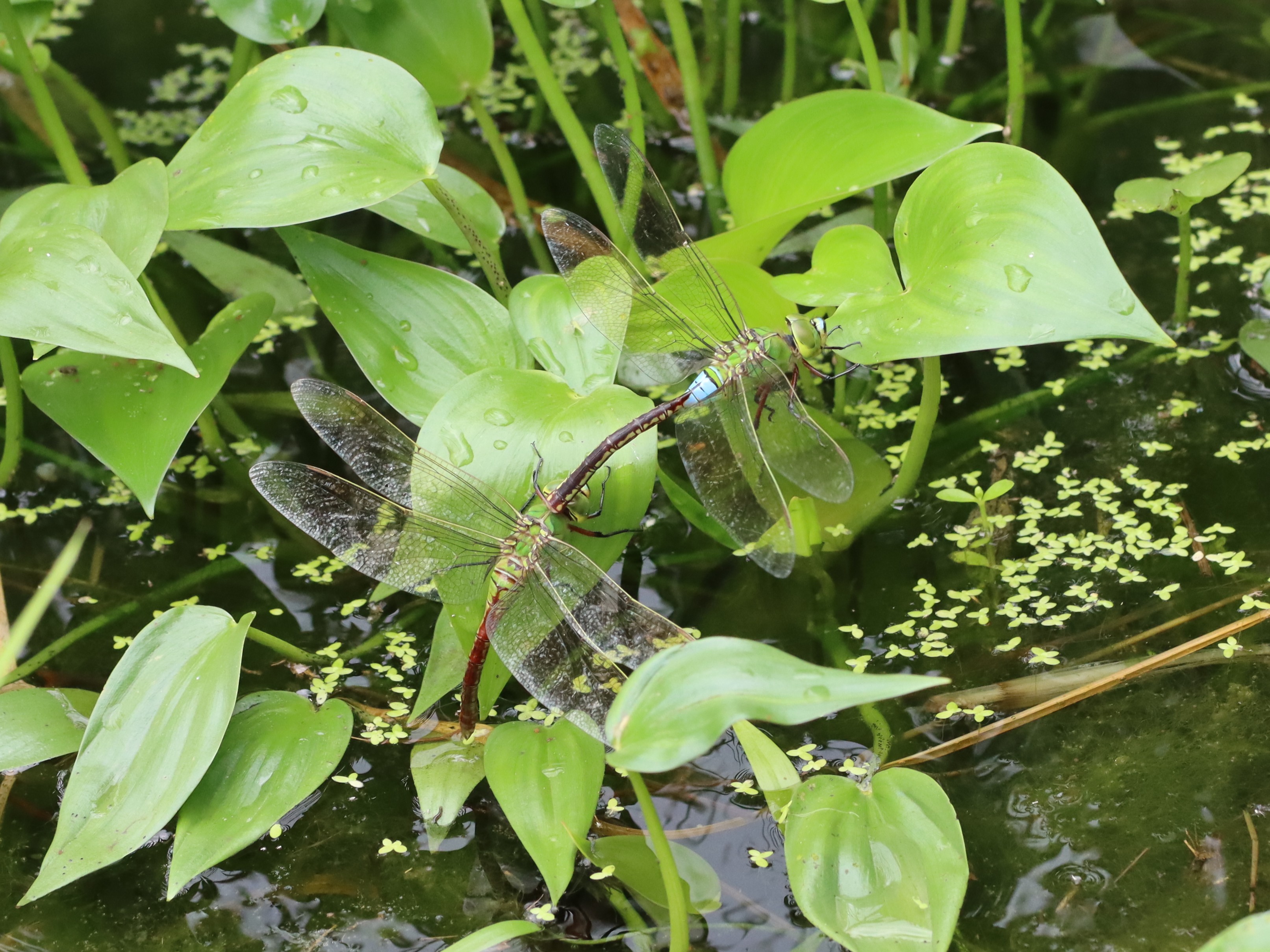 photo_1